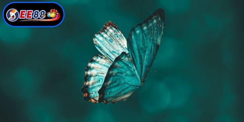 Con số tài lộc từ giấc mộng bướm